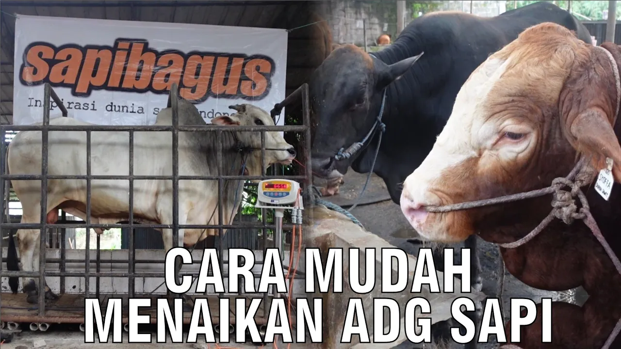 
                                 Cara-Mudah-Menaikkan-ADG-Sapi